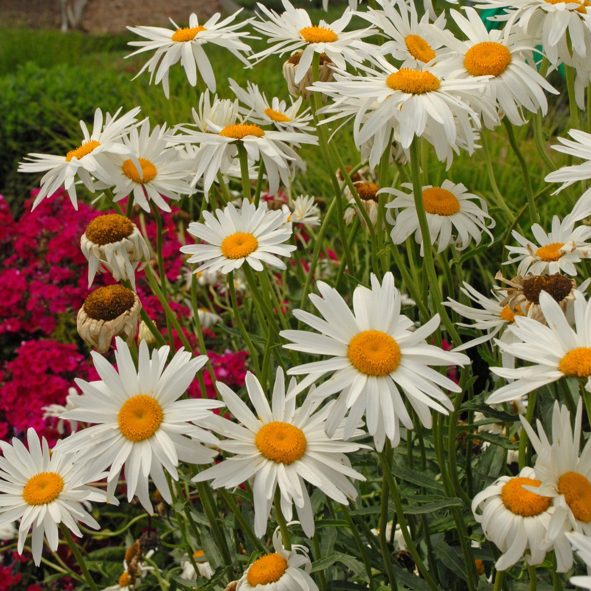 Shasta Daisy Seeds fully grown, matured and blooming their gorgeous white petals with buttery yellow center.